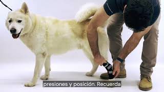 ✅ Soporte de tarso con férulas metálicas para perro Ortocanis [upl. by Tarrsus]