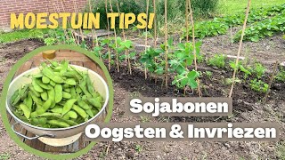 SOJABONEN OOGSTEN amp INVRIEZEN  Edamame  Moestuin tips [upl. by Kadner]