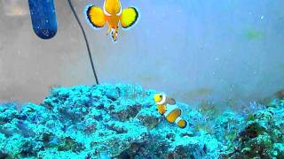 Nemo fish Salt water aquarium Reef tank [upl. by Fagan202]