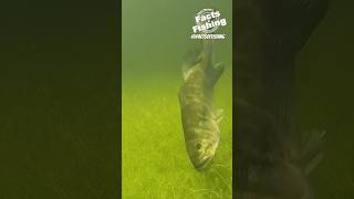 Big Bass Eats a Cull Shad shorts [upl. by Allenrad]