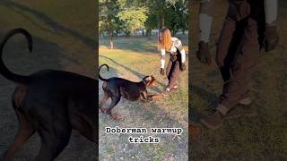 Doberman warmup tricks [upl. by Ulric207]