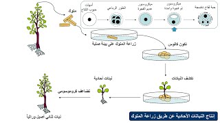 Haploid Plants Production إنتاج النباتات الأحادية [upl. by Anneg]