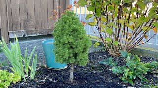 Dwarf Alberta Spruce Transplant to Front Yard Landscape  October 29 2023 [upl. by Bancroft589]