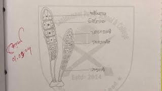 Ulothrix এর স্লাইড পর্যবেক্ষণের চিত্র ও লেখা ll HSC Biology Practical [upl. by Migeon]