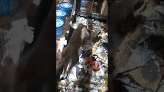 squirrels playing slow motion tag lol 🤣 slowmotion tag games squirrel shorts wildlife pet [upl. by Delbert128]