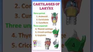 TIPS 28 CARTILAGES OF LARYNX  ANATOMY  IN TAMIL [upl. by Lucrece]