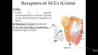 Physiology of Vestibular apparatus [upl. by Ehcram]