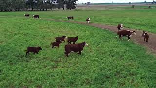 Very beautiful cow farm view with my DJI mini 3 drone Tamworth NSW Australia [upl. by Ahsennod]