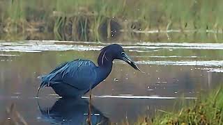 Little Blue Heron [upl. by Adleme]