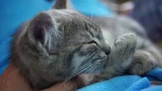 Kitten sucking his thumb while sleeping [upl. by Asinet661]