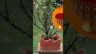 tulsi vishnu shiv om hariom harharmahadev loveshortsyoutube [upl. by Allebara]