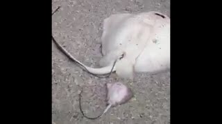 Stingray Gives Birth on Beach [upl. by Aili]