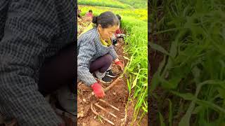 The process of digging fresh rhizoma zingiberis [upl. by Hamirak484]