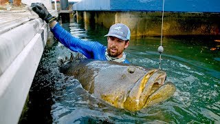 BIGGEST Fish Caught from a Dock [upl. by Seward788]