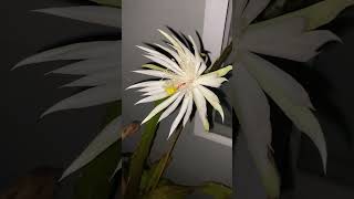 Spectacular Nightblooming Cereus cactus flower opening [upl. by Yasdnyl]