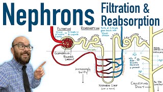 Nephrons  Filtration and Reabsorption Basics [upl. by Ahsyekal752]