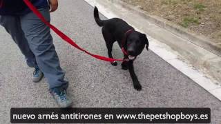 arnes antitirones para perros [upl. by Grane]