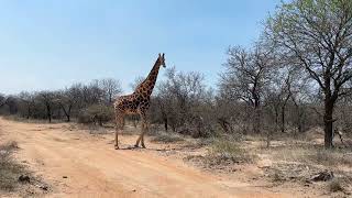 Blue Canyon game reserve  příjezd😅 [upl. by Fronniah947]