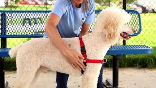 Cómo colocar el arnés para perros Easy Walk en menos de dos minutos [upl. by Adham596]