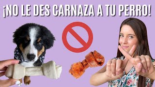 ¿POR QUÉ ES MALA LA CARNAZA PARA TU PERRO  Lauvet [upl. by Anelrac]