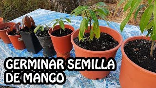 Germinar semilla de Mango de principio a fin [upl. by Ahsiemak]