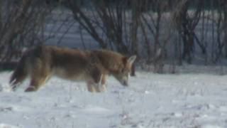 Coyotes hunting for voles McDonald Farm Naperville IL Feb 11 they caught a lot [upl. by Riannon]