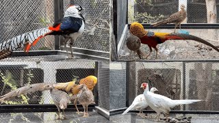 Ringneck Pheasant Yellow and Gold Red and Gold White Albino Pheasant Breeder Setups  M Birds [upl. by Brout]