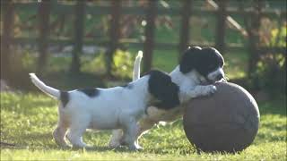 Sprocker Spaniel Puppies  English Springer X Cocker [upl. by Landau]