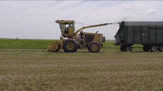 The First Day Of Chopping And Bagging Alfalfa Hay [upl. by Ierbua147]