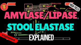 Amylase Lipase Stool elastase Pancreatic enzymes Explained [upl. by Annaeerb]