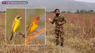 Massive Migration of Buntings in India  2021  by Shantanu Kuveskar [upl. by Sello]