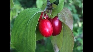 PLANTES  Zoom sur le cornouiller mâle comestible amp qqs autres baies [upl. by Aivitnahs]