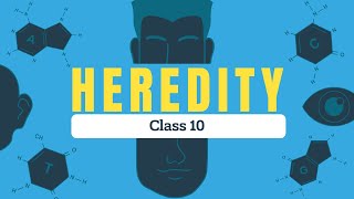 Quick Revision Heredity  Class 10  NCERT Based [upl. by Nagar497]