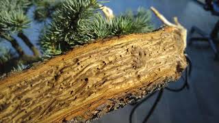 Bonsai cedrus atlantica glauca au studio botanico [upl. by Rockie750]