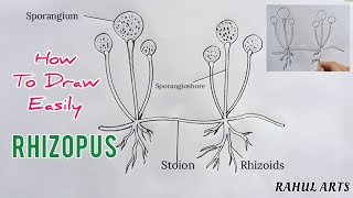 How to draw Rhizopus  labelled diagram of rhizopus [upl. by Greta]