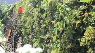 Bees on Virginia Creeper Vine [upl. by Ennairam]