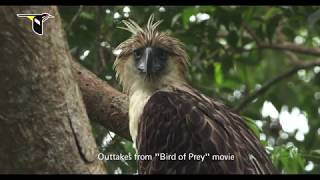 Philippine Eagle Adaptations for Hunting [upl. by Anairda]