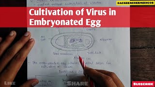 Cultivation of viruses in Embryonated Egg l microbiology [upl. by Ajar]