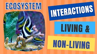 Interactions Between Living and NonLiving Things  Abiotic amp Biotic Factors [upl. by Eilyah32]