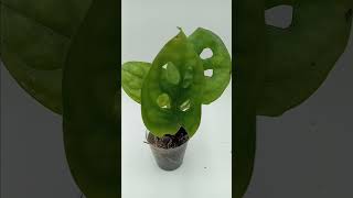 Monstera Deliciosa Swiss Cheese [upl. by Nahtanohj]