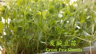 发豌豆苗 Grow Pea Shoots 在家水培香甜嫩绿的豌豆苗方法非常简单 Easy To Grow Fresh Tender Pea Shoots With Water At Home [upl. by Avery742]