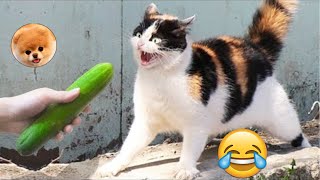 LOS MEJORES SUSTOS GATOS VS PEPINOS LINDOS GATOS 33 😂 pais de animales [upl. by Akamahs903]