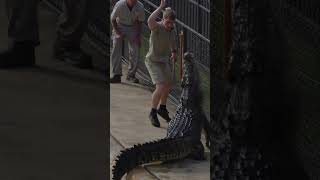 CRIKEY School Holidays here at Australia Zoo [upl. by Esineg884]