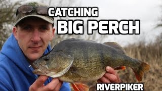 Catching Big Perch  TIPS and more [upl. by Rutger]