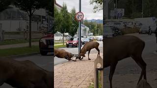 ZAKOPANE JELENIE NA ULICY 🦉 [upl. by Marlo]