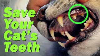 How to Keep Your Cats Teeth Healthy Did I Cause My Cats Tartar [upl. by Doehne]