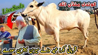 Gondal Mandi Attock Latest Update 2 December 2024  Live Soda Bakra Eid Qurbani 2025 Fatehjangi [upl. by Penni]