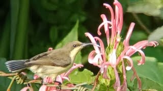 Sunbird pair spotted at Justicia carnea pink flower  sunbird nectar sound [upl. by Terence]