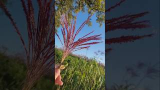 Production de Miscanthus pour du paillage jardin production plantes [upl. by Aeht]