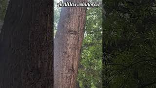 descubrimos ardillas voladoras en el parque viral ardillas [upl. by Ajad]